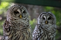 2012-07-08 Edmonton Valley Zoo
